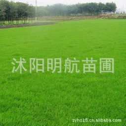 一年四季长青的草坪草种揭秘