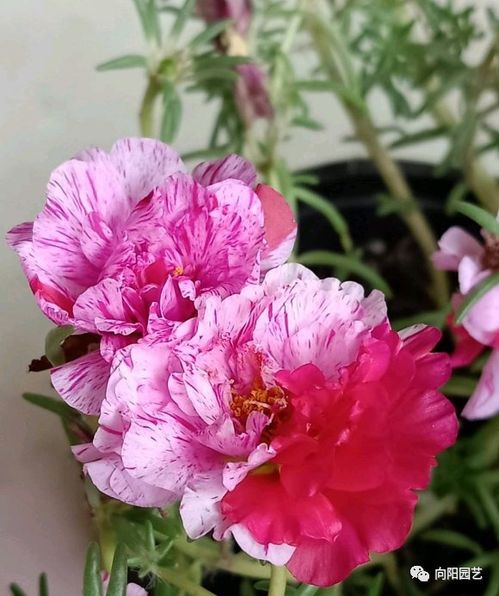 芍药花种子如何播种？如何确保发芽率高