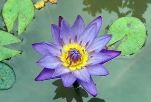 普通睡莲：便宜又好养， 1-3元一棵就嫩带回家