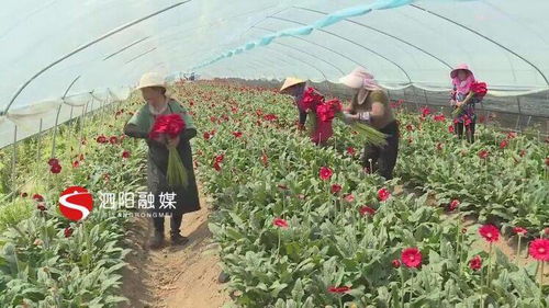 五、 三伏天种菊，有秘诀