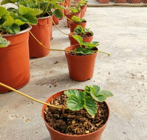 阳台草莓种植技巧，如何让草莓果实累累