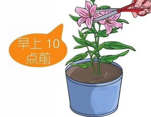 百合花种植时间是什么时候？如何轻松养出美丽的百合花呢