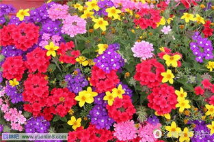 一、浇水与除草