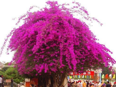 北方冬季气候对枫树的影响