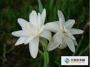 晚香玉为何容易生病虫害？防治指南中都有哪些有效措施