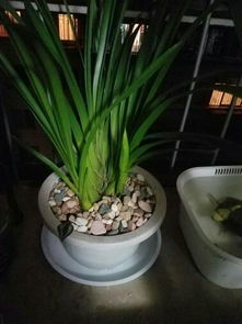 大花蕙兰花剑养护技巧，花剑与新芽区分攻略