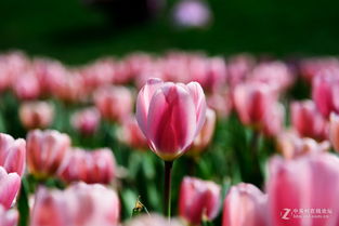 春季种植，樱花和郁金香不可错过