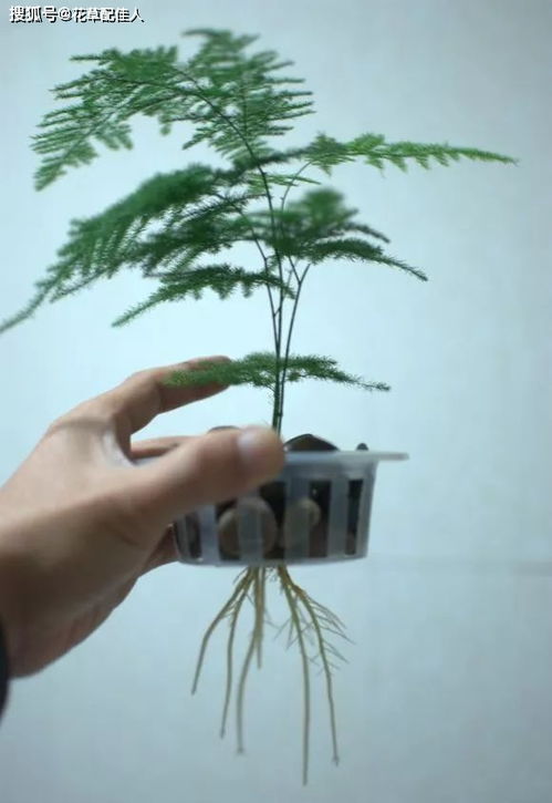 紫竹梅水培，了解其基本方法与技巧
