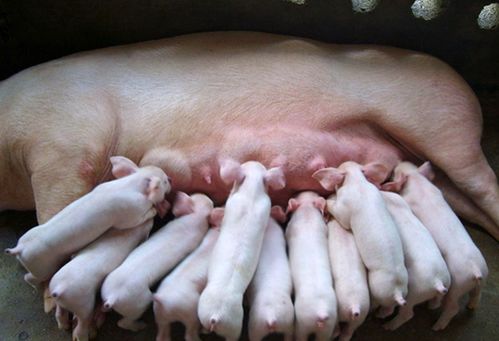 母猪产后奶水不足怎么办？8招提升泌乳量！