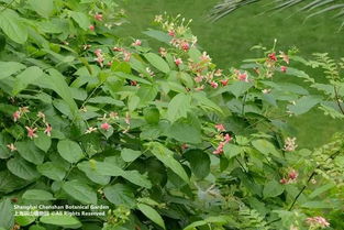 藤木的环保优势