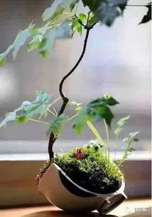 花盆材质的考量