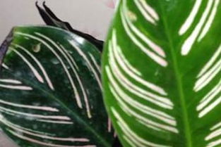 湿度管理是关键