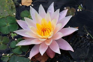 睡莲的美丽与用途