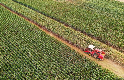 泉州茶油种苗价格及联系方式大揭秘！