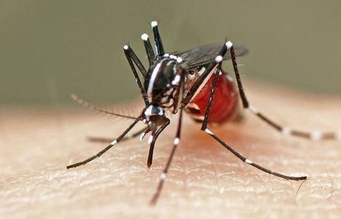 如何彻底消灭家里蚊子，防止其滋生，确保家庭环境无蚊虫侵扰？