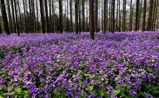 薰衣草的生命力，你知道吗？