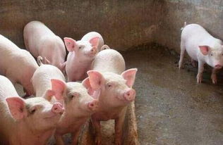 猪水肿病的治疗方案有哪些，如何结合预防措施有效治疗猪水肿病？