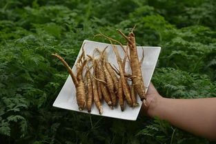 种植当归的技巧