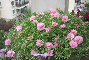 耐旱花卉大盘点中，哪种花卉适合在干旱地区种植且花期长