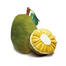 菠萝蜜的生长周期