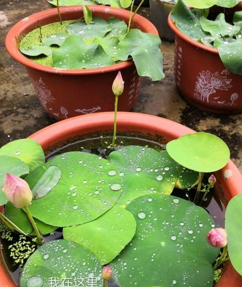 藕芽的魔法：一个月内发芽开花