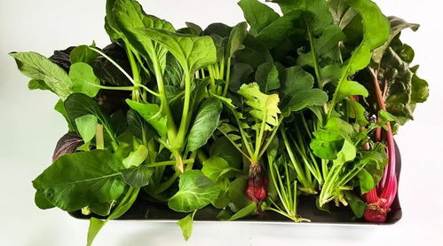 光敏性皮炎与欧罗巴联盟禁令