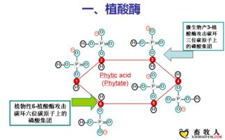 磷酸氢钙与植酸酶深夜抉择，饲料车间配方灯下哪种成分更胜一筹？