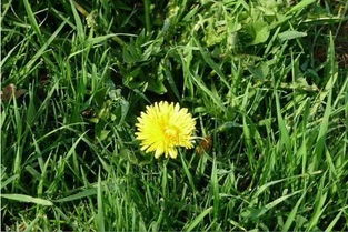 高尔夫球场草本植物的生存之道