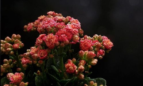 长寿花已有花苞，怎么施肥才能促进开花