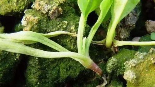 咯菌腈：神奇还是毒药？