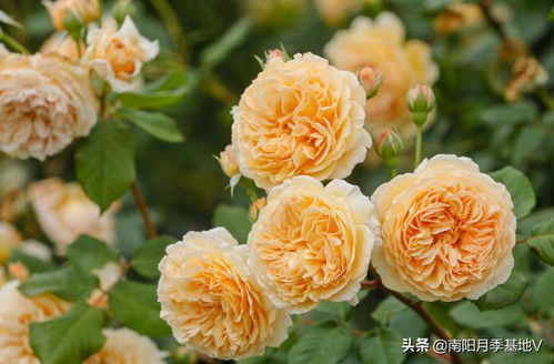 粉色达芬奇月季绽放阳台，美得令人窒息