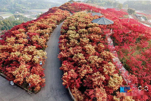 种子从哪里来怎么拿？