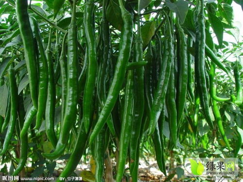 辣椒叶子容易生病，喷哪种药Neng保护？