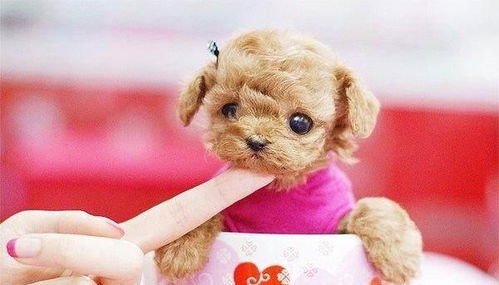 茶杯犬价格昂贵，因其体型小巧、可爱而备受追捧