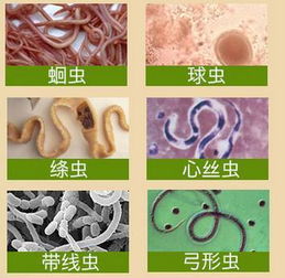 猪毛粗消瘦，体内长虫驱虫步骤一次性讲清是啥？