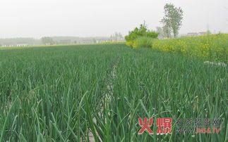 定植管理， 关键步骤