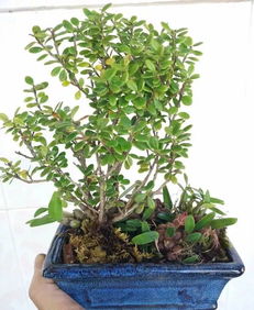 树萝卜：附生植物