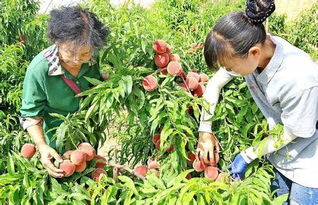 李姐的秋播日志，收益惊人！