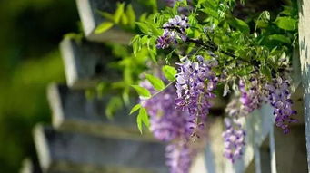 花开花落：紫藤花的生命周期