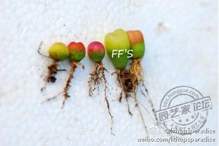 养护彩虹糖，保持色彩鲜艳和生长旺盛