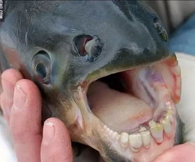 揭秘飞鱼：海洋中的神秘生物——食人鱼的捕食者