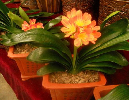 二、土壤的威力