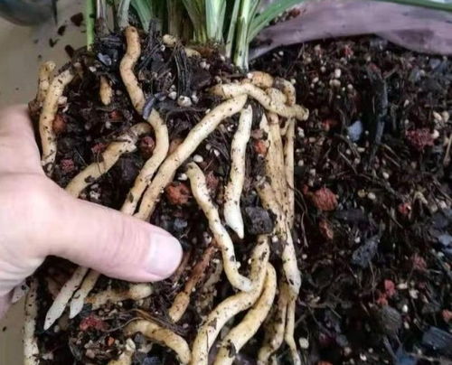 兰花浸泡多菌灵，晾干根部再种植，这样Zuo对吗？