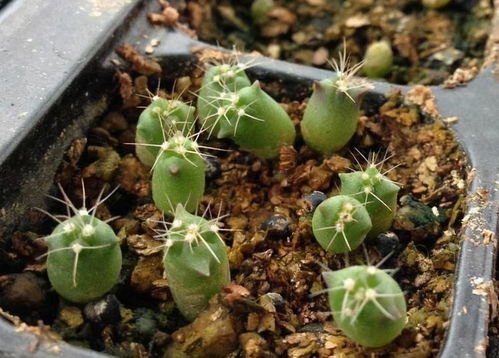 移栽时机的致命细节