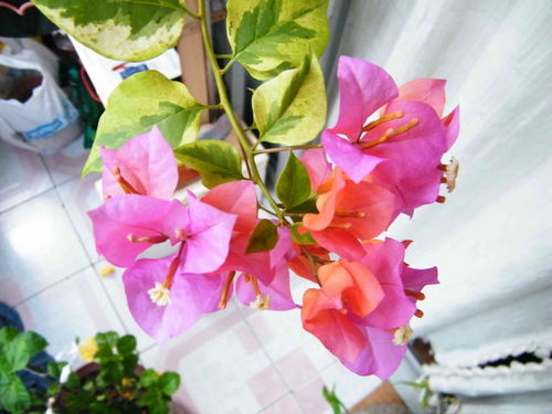 花型多样，切割有法