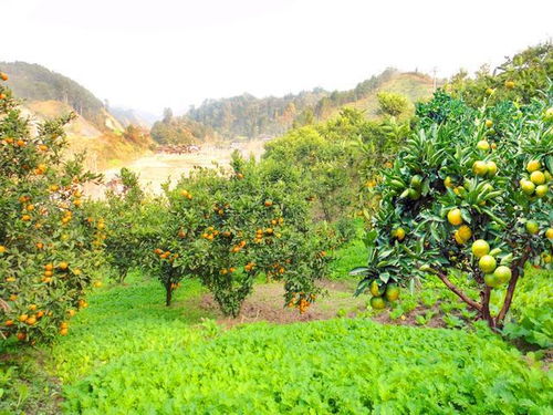 树荫下种植药材的注意事项