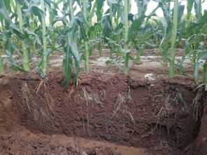 防治洋葱病害， 有技巧哦