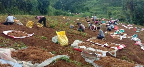 太子参种植需选肥沃土壤，掌握适宜播种期和田间管理