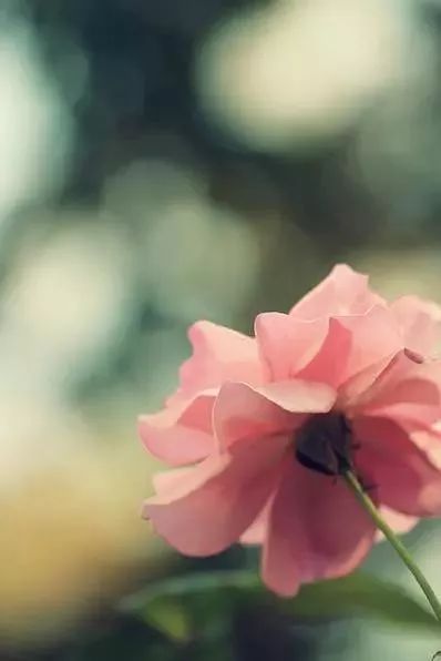 如何挽救枯萎花朵：一场与自然的对话