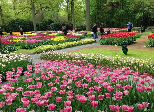 公园里那些花花绿绿的东西，怎么认得清啊？